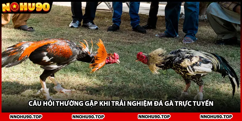 Câu hỏi thường gặp khi trải nghiệm đá gà trực tuyến