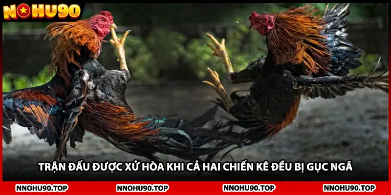 Trận đấu được xử hòa khi cả hai chiến kê đều bị gục ngã